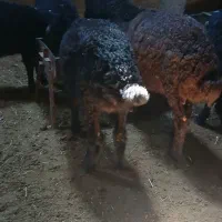 بره بهاره