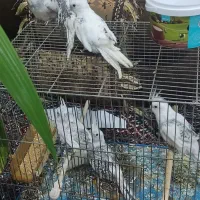 عروس هلندی|پرنده|شیراز, شهرک رضوان|دیوار