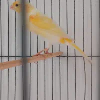 قناری نر بخون