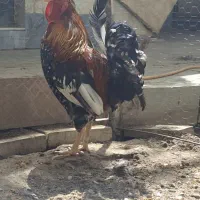 خروس گلین جوان