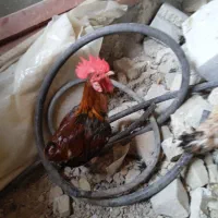 مرغ و خروس اذانگو