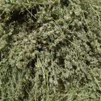 یونجه ودرجه یک