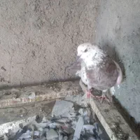 کفتر|پرنده|فولادشهر, B2|دیوار