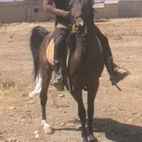 یک راس نریان اسب بسیار پرخون