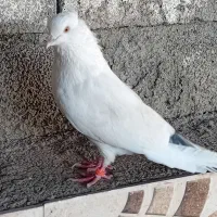 کبوتر|پرنده|کلاله, |دیوار