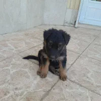 سگ ژرمن معاوضه با گوشی