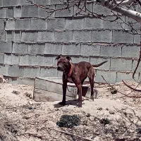 واگذاری پیتبول