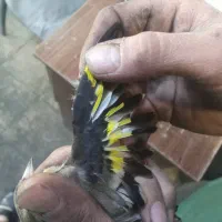 جوجه سهره نر بهاره|پرنده|رباطکریم, الارد|دیوار