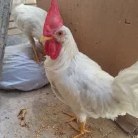 دو عدد خروس ۵ ماهه سالم و بازیگوش