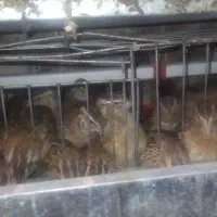 تخم بلدرچین نطفه دار جوجه بلدرچین و بلدرچین|حیوانات مزرعه|زاهدان, |دیوار