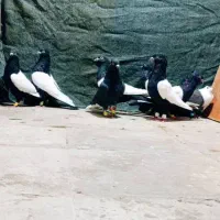 کفتر دم سفید|پرنده|شیراز, آبیاری|دیوار