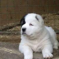 توله الابای