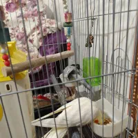 پرنده|پرنده|پاکدشت, شهرک امام رضا|دیوار