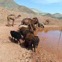 بچه شتر و بزغاله|حیوانات مزرعه|دماوند, دماوند|دیوار