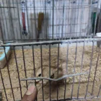 سهره قناری خاکی دستی بشرط