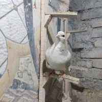 دو تا ساده اصیل