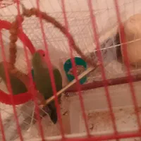 طوطی برزیلی نر|پرنده|شاهینشهر, گرگاب|دیوار