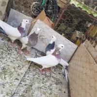 کبوتر طوقی|پرنده|یزد, |دیوار