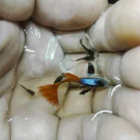 گوپی ومیگو .