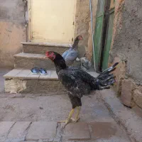 لاری|حیوانات مزرعه|جوادآباد, |دیوار