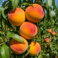 نهال آلو سانتاروزه درشت و آبدار ، پربار و اقتصادی|خدمات باغبانی و درختکاری|سنندج, |دیوار