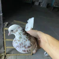 کبوتر پشت سرخ ماده