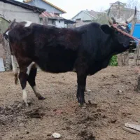 گاو چالوسی ۷ماه