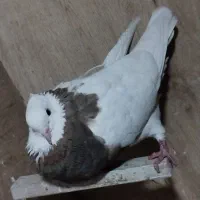 کفتر|پرنده|شیراز, کوشک میدان|دیوار