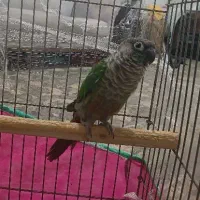 طوطی گرینجیک