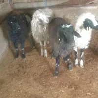 بره نرچهار عدد