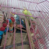 مرغ عشق اسپانگل|پرنده|بندر ماهشهر, |دیوار