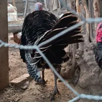 بوقلمون نر|حیوانات مزرعه|گنبد کاووس, |دیوار