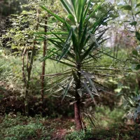 یوکا چند ساله