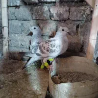 اسباب بازی کفتر