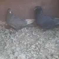 کبوتر سیاه سرکه ای