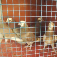 بوم عشق بازی ابلغ و پلنگ