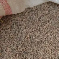 عدس‌قرمز