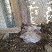 کبوتر|پرنده|جهرم, |دیوار