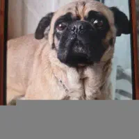 سگ/واگذاری سگ/پاگ