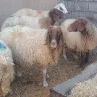 15عدد میش داشتی آبستن سنگین