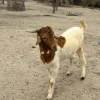 فروش دو عدد کهر نر سالم چاق|حیوانات مزرعه|بند زرک, |دیوار