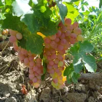 یک قطعه زمین با سند تک برگ