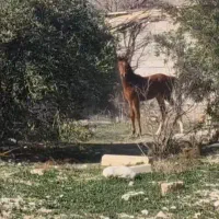 اسب مادیون با کره نریون