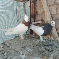 4 جفت طوقی عتیقه|پرنده|رفسنجان, |دیوار