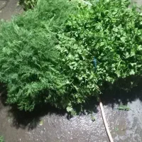 سبزی|خوردنی و آشامیدنی|سرخنکلاته, |دیوار