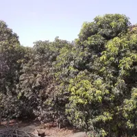 فروش چوب مرکبات