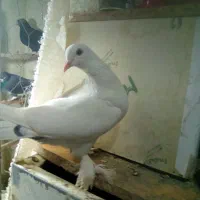 ماده رنگه|پرنده|قائن, |دیوار