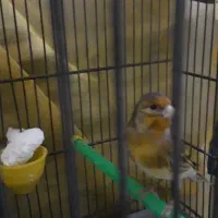 جوجه سهره قناری نر سرخ