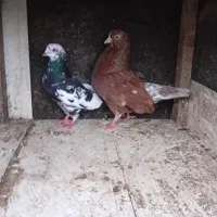 فروش چند عدد کبوتر پروازی به شرط