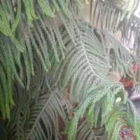 گل کاج مطبق|گل و گیاه طبیعی|کرمان, |دیوار